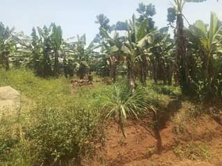 A picture of 33m 30decimals with ready land title located at matugga gombe