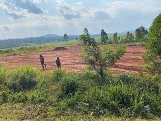 A picture of 4 acres of land in mpigi district on masaka highway