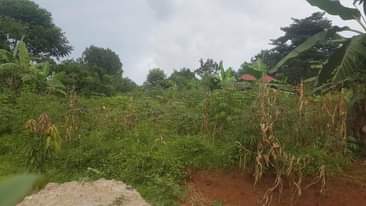 A picture of Hot cake kasanje 