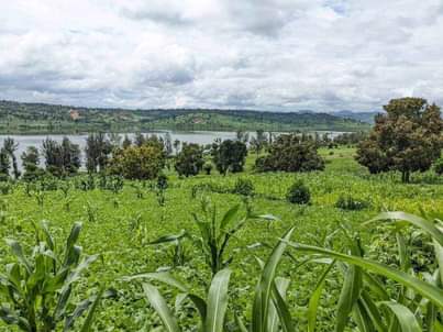 A picture of RWANDA COUNTRY BUGESERA KAMABUYE BURENGE CELL MURAMBO VILLAGE