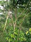 A picture of 4 5 fertile acres on sale all at 36m with