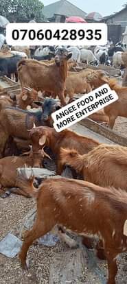 A picture of We are drying 4 goat meat today 1 going to