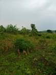 A picture of Hot Deal 100 Acres for sale in Lugazi with each