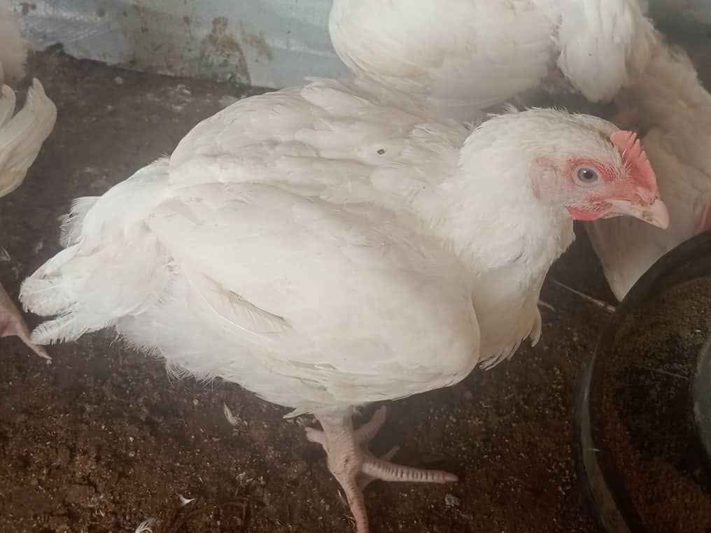 A picture of CHICKEN