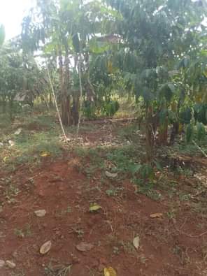 A picture of 100by100 plot available for sale kasanje buyege at only 26m