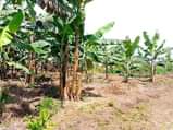 A picture of BANANA PLANTATION FOR SALE THREE 3Acers of Land for sale