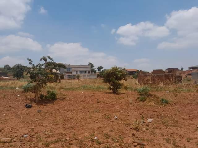 stands