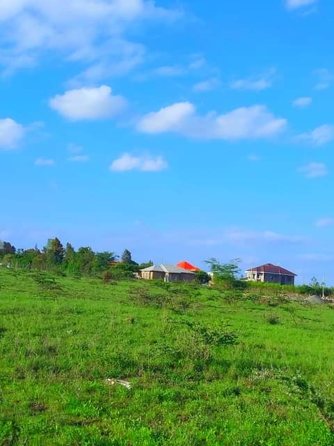 Stanorrins K.