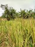 A picture of Plot for sale Price 7 5millions
