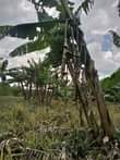 A picture of 73arces for sale in Luwero Bamugolodde 4m per acre