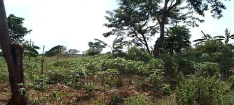 A picture of Land