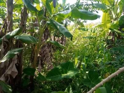 A picture of Plot 35 70ft for sale in Nakaseke Kapeeka 2 2m