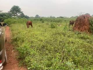 A picture of Titled land in zirobwe at 35m