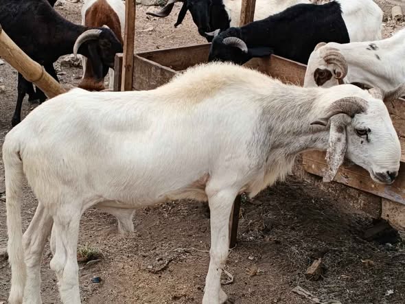 A picture of Ram for sale