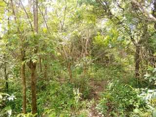 A picture of Shamba la eka 100 linauzwa milioni 20 halikatwi Linauzwa lote