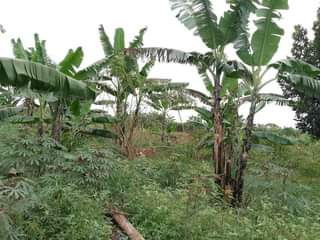 A picture of PLOT 100 100FT FOR SALE IN NAKASEKE KAPEEKA