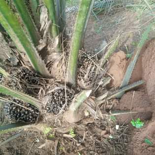 A picture of Oil Palm seeds and seedlings