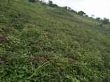 A picture of 30 fertile acres with ready tittle to take home all