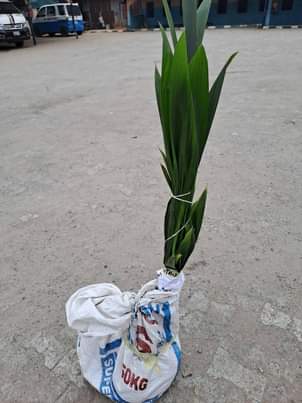 A picture of HYBRID COCONUT