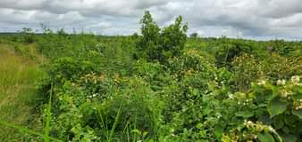 A picture of Shamba linauzwa chalinze eka 150 pga cm 0659628665