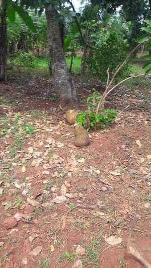 A picture of 30 decimals located in busika town on quick sale