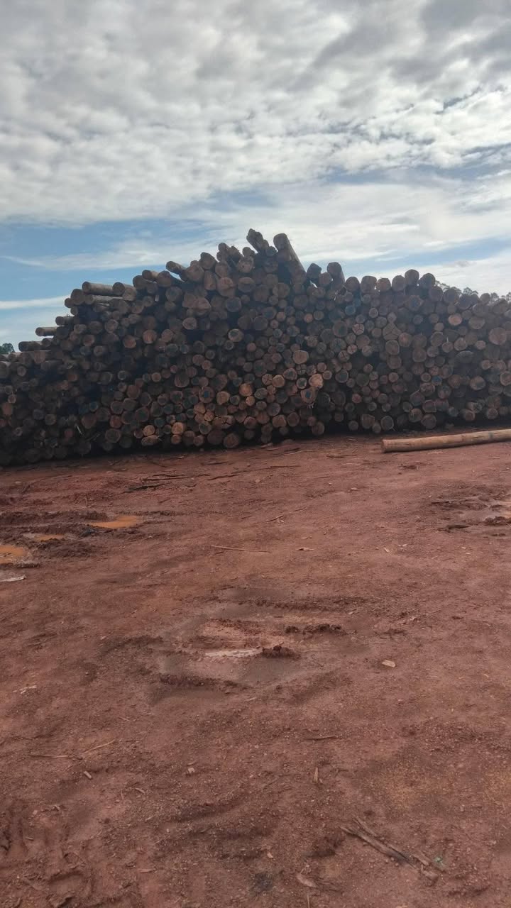 A picture of Treated Electricity poles for sell in different sizes