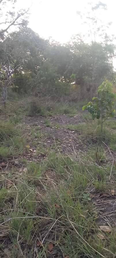 A picture of SHAMBA ZURI SANA HEKA 9 LINAUZWA LIPO MZENGA WILAYA YA