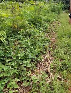 A picture of Plot for sale in kisoga mukono along katosi road it