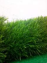 artificial turf