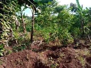 A picture of 100 100FT FOR SALE IN NAKASEKE SEMUTO 4 5M WITH