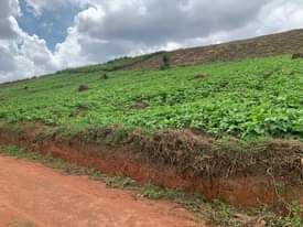A picture of Wakiso kavumba Kona estate with titles Call watsup 0704775421 0705814256