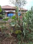 A picture of Plot for sale in kawanda 8 miles bombo road