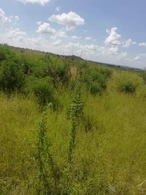 Musha for Sale in Zimbabwe | Ruzevha Stands