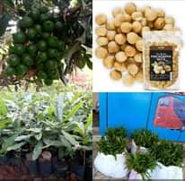A picture of Miche ya matunda 0692656902