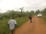 A picture of Matugga migadde plot with plantation