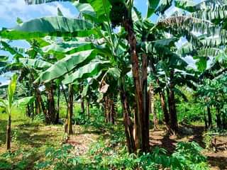 A picture of One Acre olusuke at 60m Matuga Kaaso Good for country
