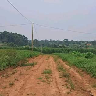 A picture of Kakiri Magogo Estate 100ft by 50ft 12m 15m 0759502757 instalments