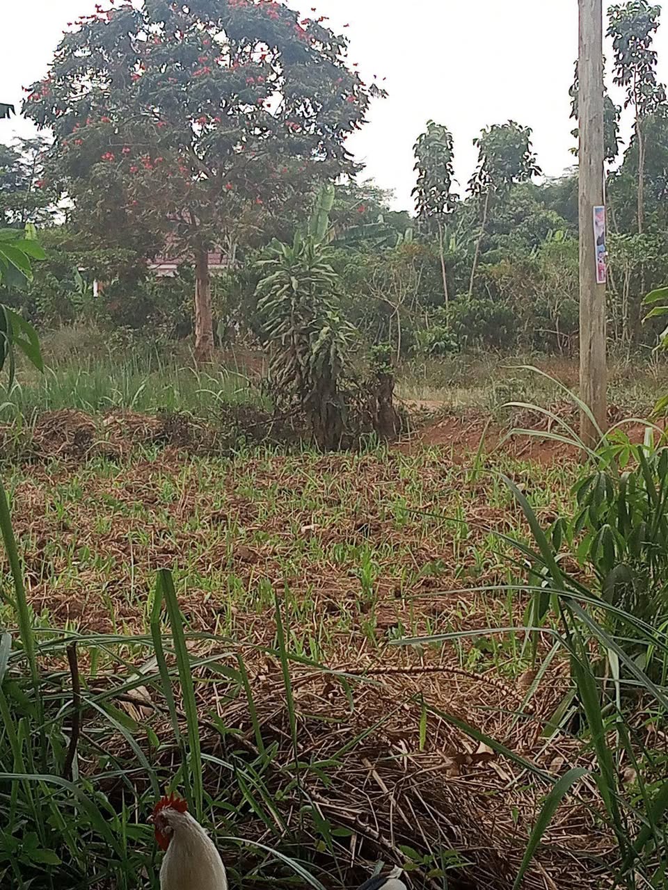 A picture of Land Mukono Nakisunga