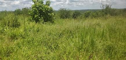 A picture of Shamba linauzwa Heka 80 kijiji cha Bago