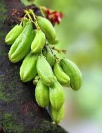 A picture of MBILIMBI MICHE