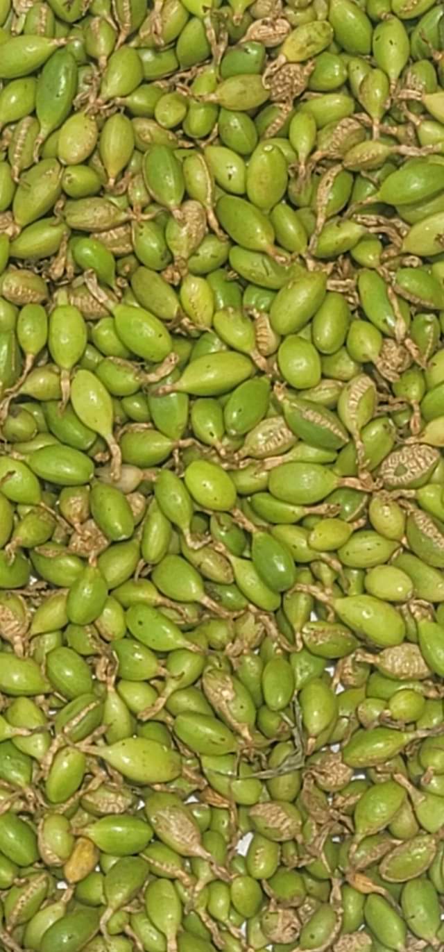 A picture of Tunatafuta soko la iriki mbichi
