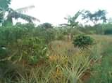 A picture of 2 acres of kibanja on sale Location kabanyi luwero district