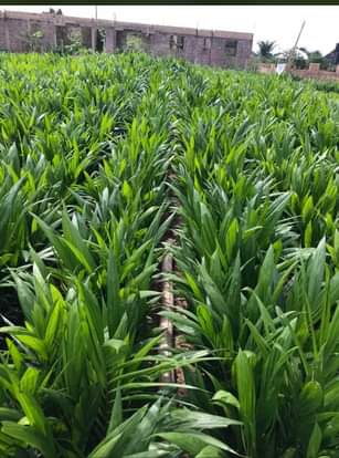 A picture of Hybrid Malaysia Supergene sprouted palm seeds