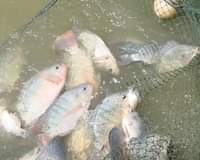 A picture of In fish pond FARMING for any Farmer to benefit from
