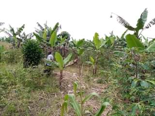 A picture of HALF ACRE FOR SALE IN NAKASEKE KAPEEKA