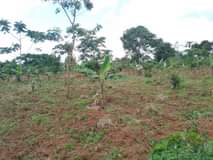 A picture of  2.5 ACRE S Land title FOR SALE IN GAYAZA