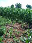 A picture of 4acres at 32m 15km from kikyusa trading center