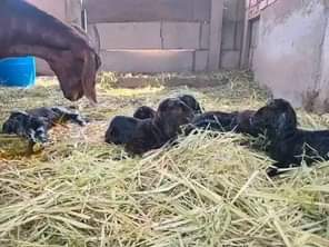 A picture of FEW GOATS REMAINING FOR GRAB WITH FREE DELIVERIES DONE ACROSS
