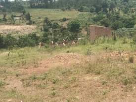 A picture of Quick sale 4m 56by 32ft located at matugga Kigogwa migadde