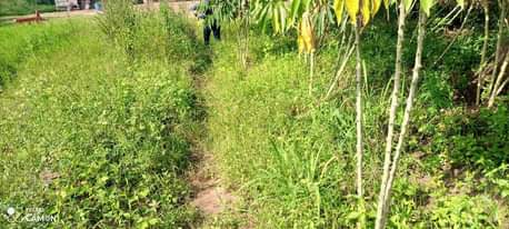 A picture of 100arces for sale kiwoko 6m per arce
